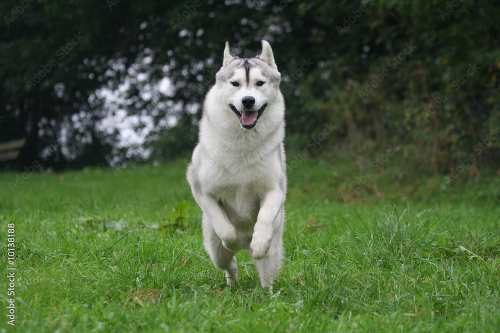 Course du Husky de face