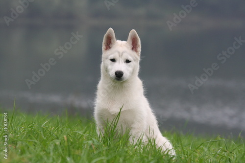 Bel Husky mystérieux tout blanc assis devant un lac photo