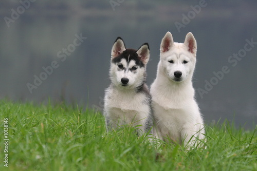 Duo de chien Husky devant un lac