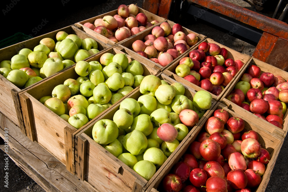 Lots of apples Lots of apples