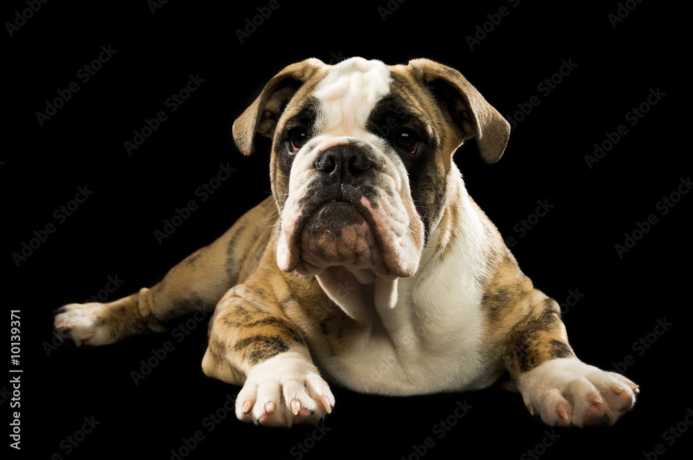 Bulldog isolated on a black background laying down