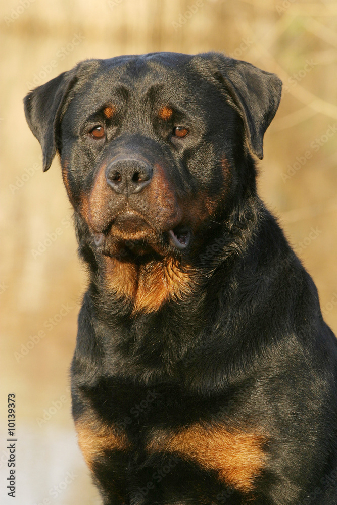 rottweiler portrait derrière un lac