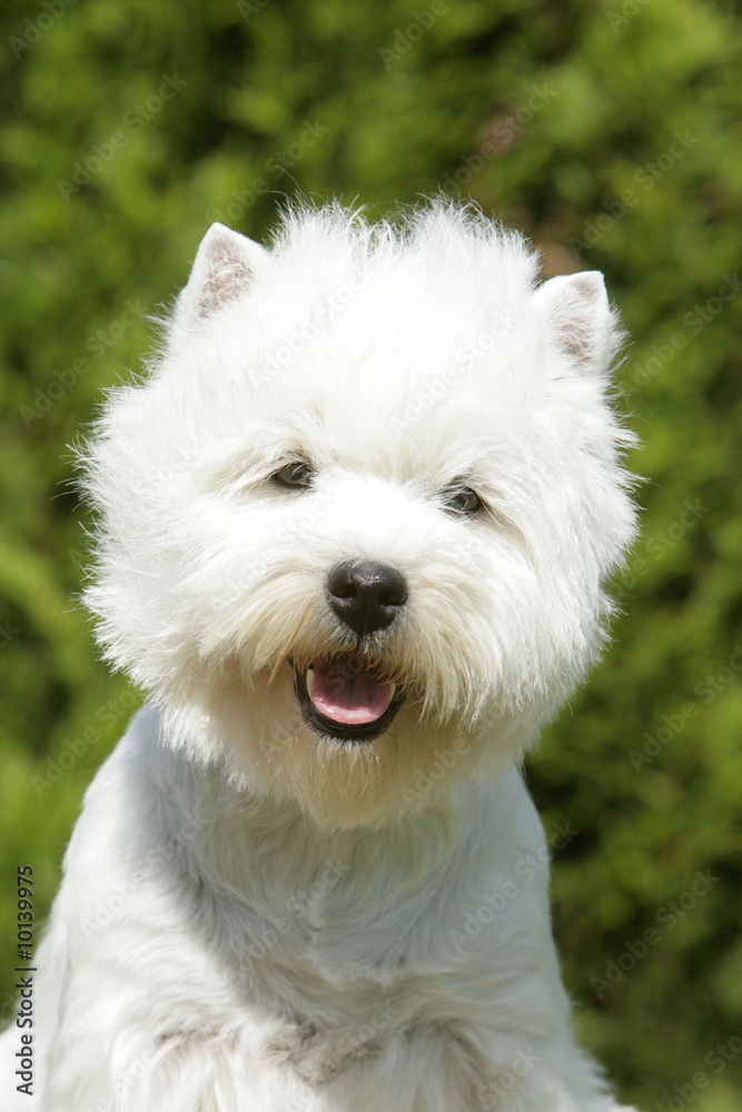 gros plan sur l'adorable westie