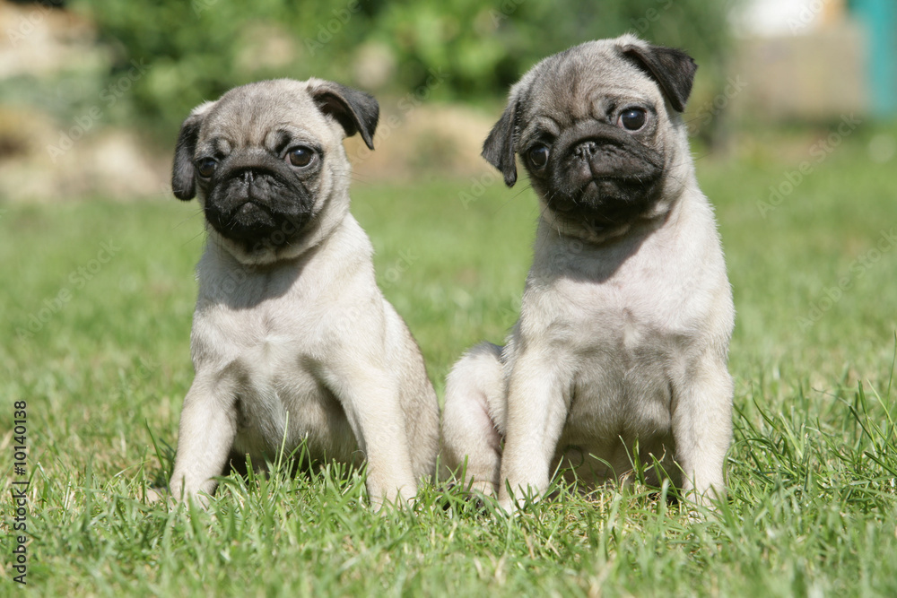 Obraz premium couple de chiot carlin