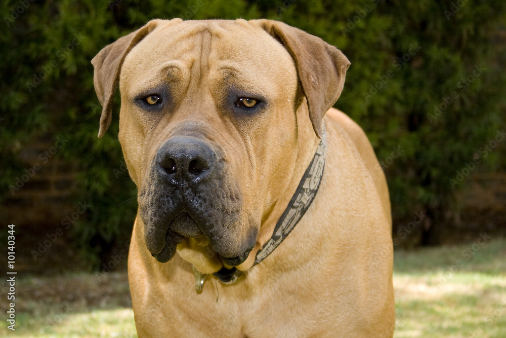 Fototapeta premium portrait boerboel dog