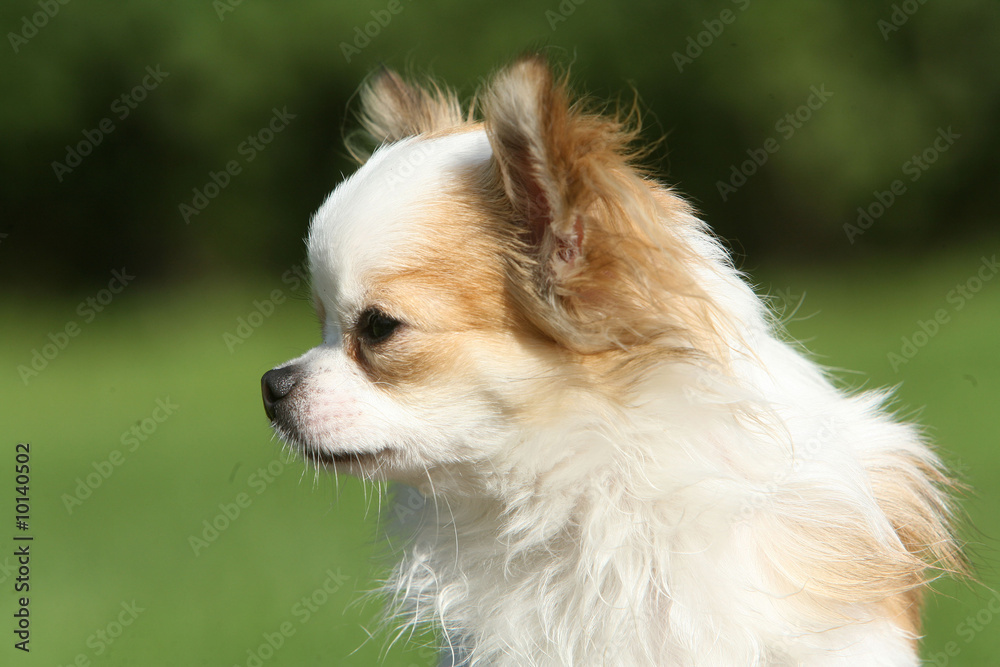 Chihuahua boudeur de profil Chihuahua boudeur de profil