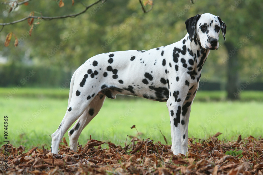 Dalmatien immobile de profil dans un parc Dalmatien immobile de profil dans un parc