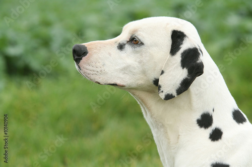 Portrait de profil attentif d'un fier dalmatien