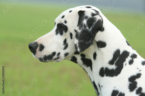 Beau portrait de profil d un Dalmatien dans la campagne