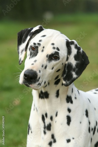 Portrait de face d'un rigolo Dalmatien