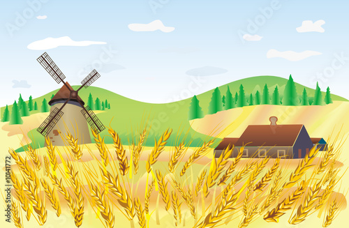 wheat field