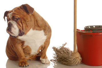concept of dog being house trained