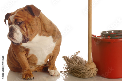 concept of dog being house trained