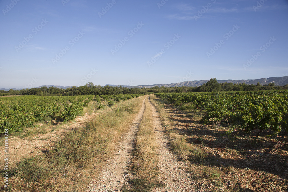 Vineyard in Vaucluse, Provence, France