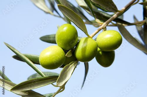 Olives vertes sur un rameau d'olivier sur fond de ciel bleu