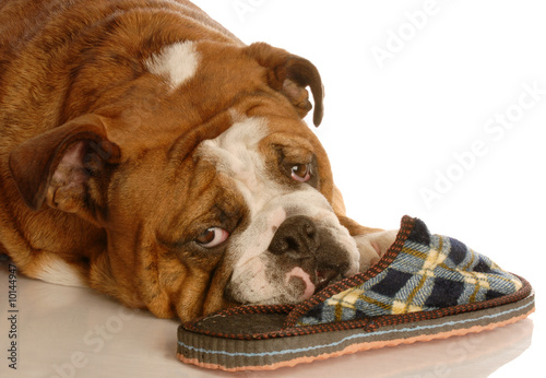english bulldog resting with a favorite pair of slippers... © Willee Cole