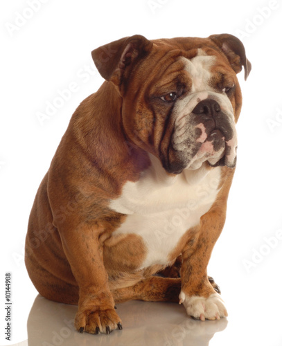 red brindle english bulldog sitting © Willee Cole