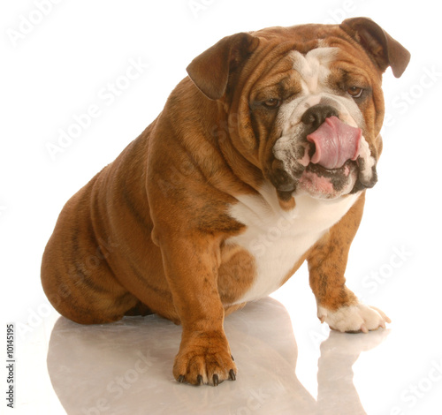 english bulldog sitting with tongue out licking lips