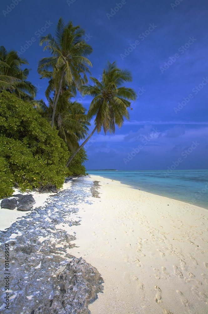 Coco palm trees on the beach, Maldives