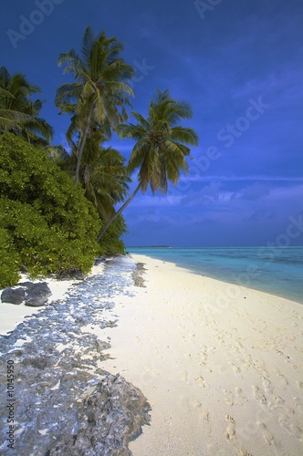 Coco palm trees on the beach, Maldives