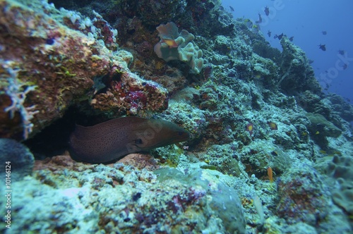 Big moray eel in the cave