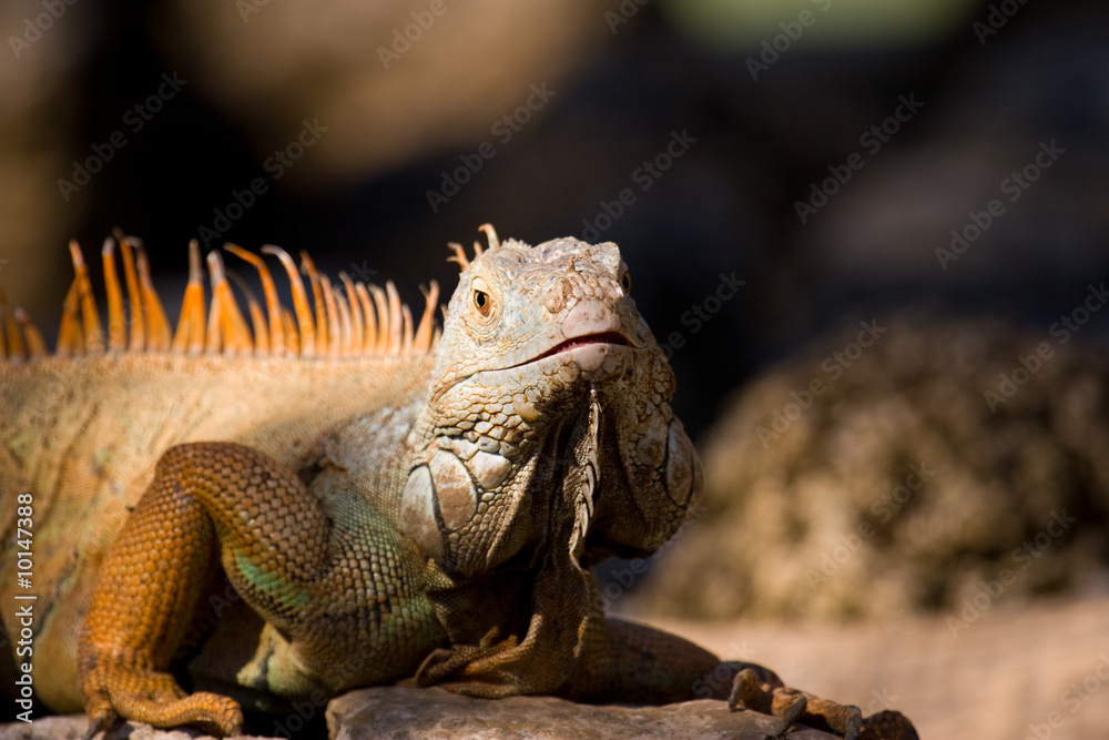 Naklejka premium Iguana