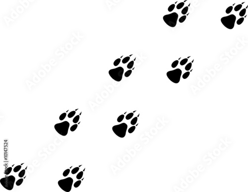 Wolf Prints
