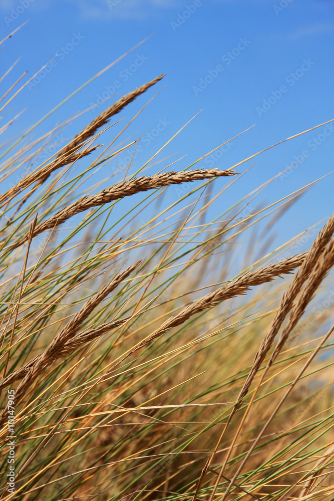Gras mit blauem Himmel Gras mit blauem Himmel