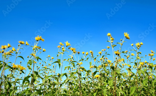 Summer sky with little yellow flowers © majeczka