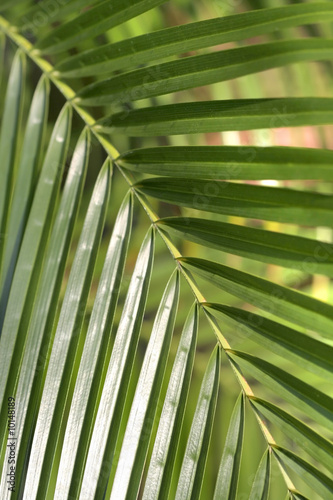 Palm Leaves