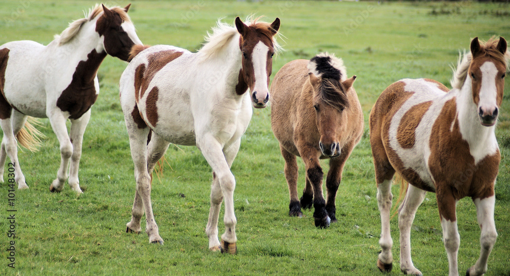 Herd of foals Herd of foals