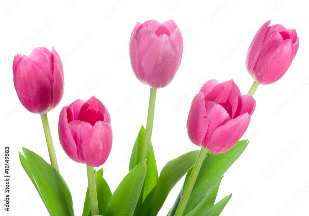close-up bouquet from five pink tulips, isolated on white close-up bouquet from five pink tulips, isolated on white