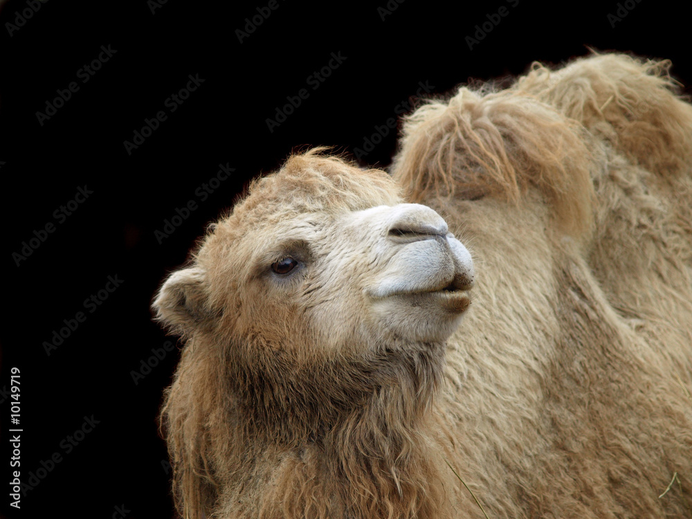 Close-up shot of camel on dark background