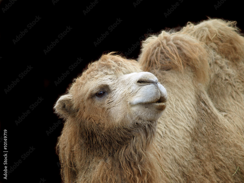 Fototapeta premium Close-up shot of camel on dark background