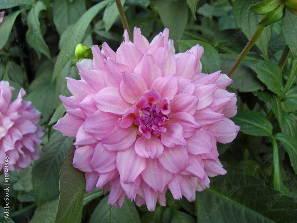 Obraz premium Fleurs Dahlia