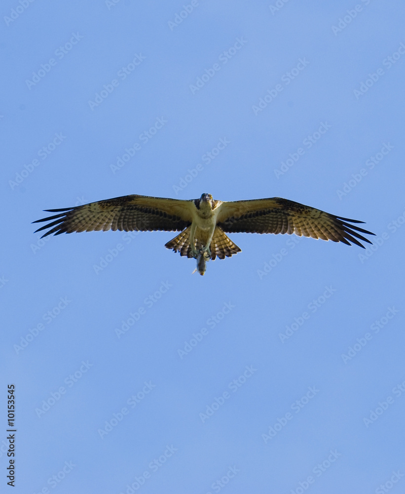 One Osprey is hunting fish in wetland on Korea. One Osprey is hunting fish in wetland on Korea.