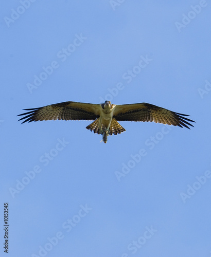One Osprey is hunting fish in wetland on Korea.