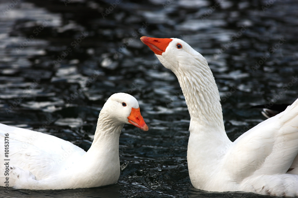 Zwei weisse Gänse im Wasser Zwei weisse Gänse im Wasser