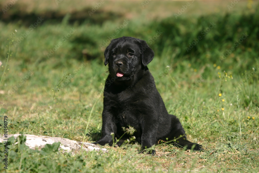 Craquant chiot noir assis tirant le bout de sa langue Craquant chiot noir assis tirant le bout de sa langue