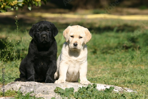 Adorables duo de Labrador black and white