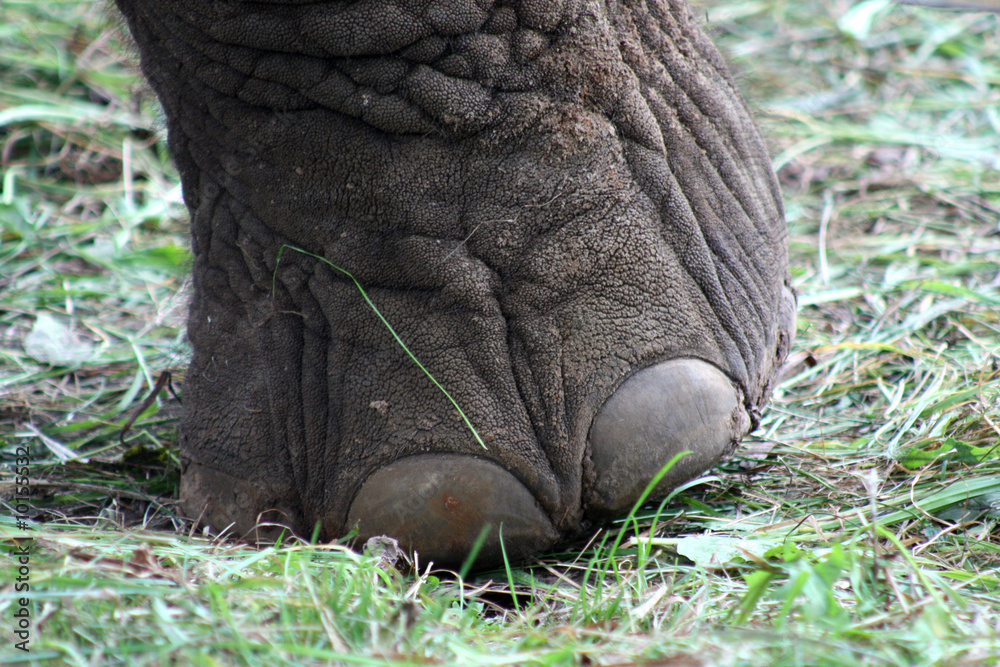 Obraz premium Elefantenfuss
