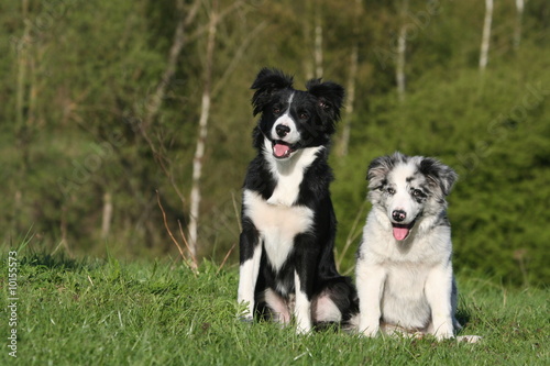 famille border collie en campagne