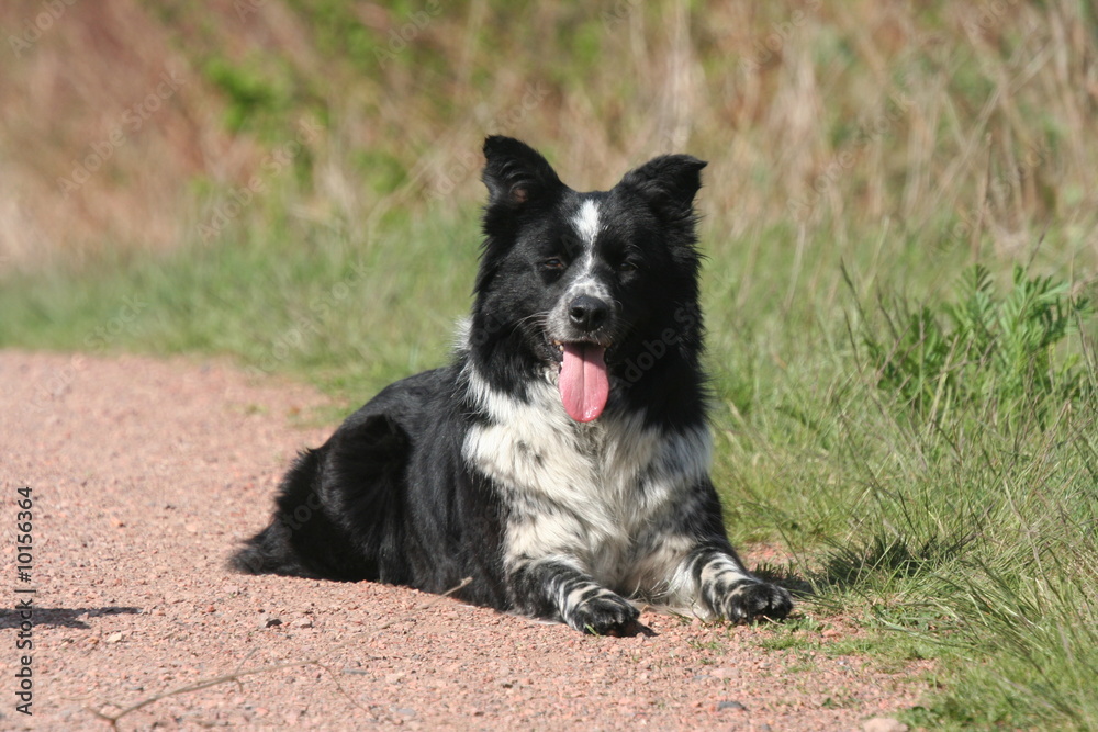 Fototapeta premium le repos du border collie