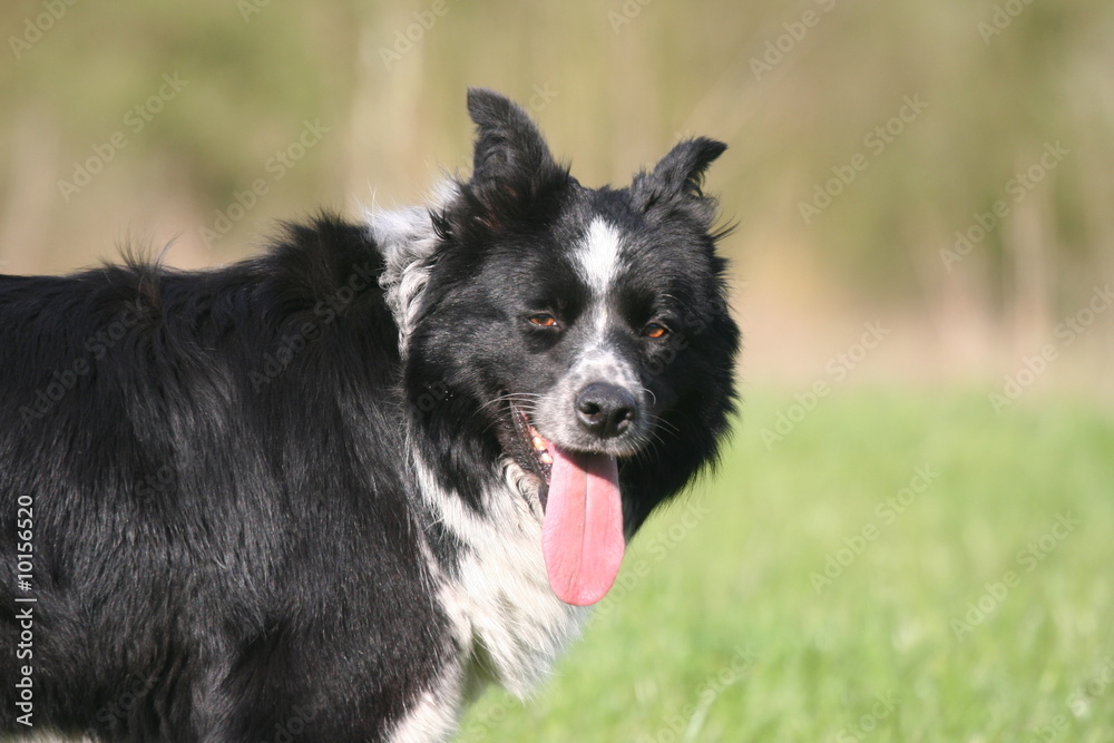 gros plan du border collie fatigué gros plan du border collie fatigué