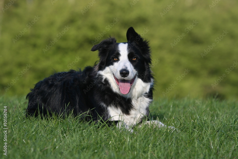 le border collie prêt à jouer