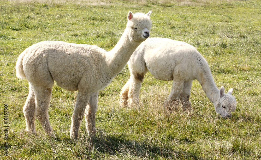 Fototapeta premium Alpakas