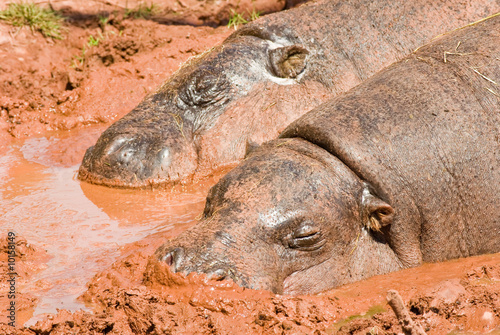 Pygmy Hippos in mud bath