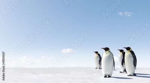 Canvastavla Emperor Penguins in Antacrctica