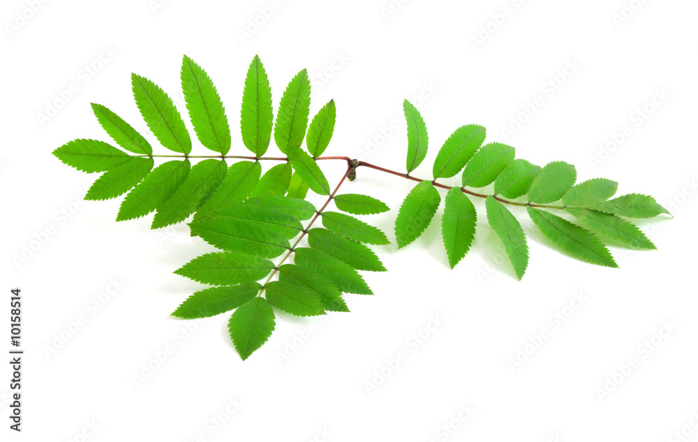 leaves of rowan tree isolated on the white background