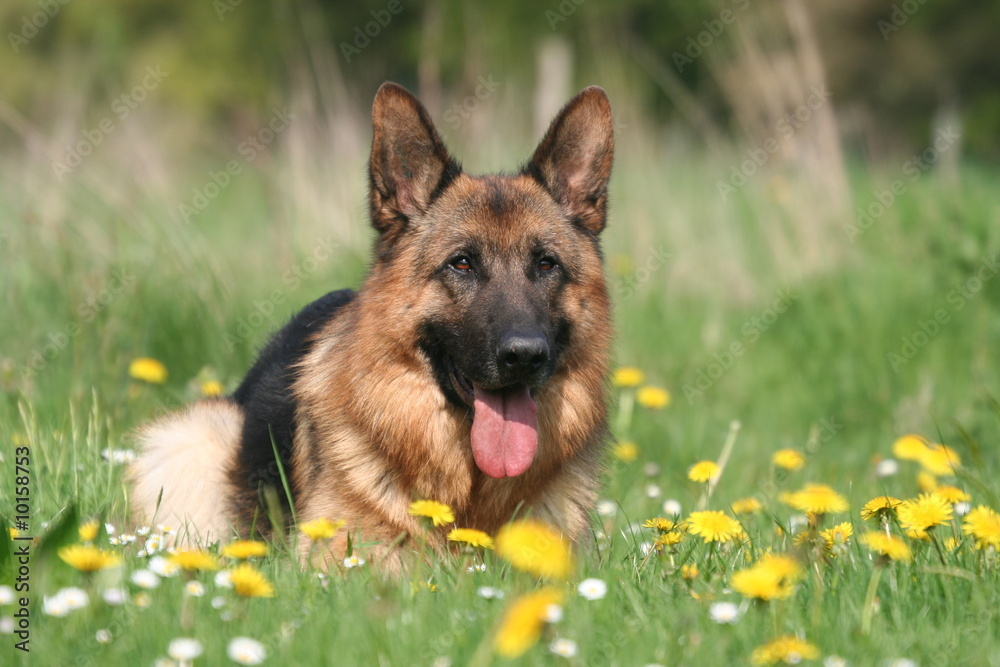 berger allemand dans un par terre de fleurs berger allemand dans un par terre de fleurs